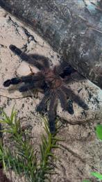 0.1 Ybyrapora diversipes + Exo Terra, Dieren en Toebehoren, Insecten en Spinnen, Spin of Schorpioen