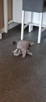 Poes ,Katten kraam hotel Mauw!!, Dieren en Toebehoren, Poes