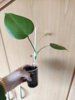 2 baby monstera plantjes, Ophalen, Overige soorten, Minder dan 100 cm