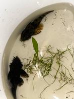 Twee ancistrus algeneter kweekmannen. Mogen ook los weg, Dieren en Toebehoren, Vis, Zoetwatervis