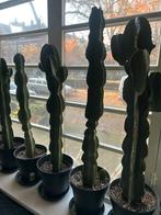 Euphorbia (cowboy cactus), Huis en Inrichting, Kamerplanten, Ophalen, Halfschaduw, Minder dan 100 cm