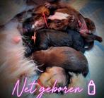 🐾🍼Lieve Boomer Pups🍼🐾, Dieren en Toebehoren, Honden | Chihuahua's en Gezelschapshonden, Nederland, Overige rassen, 8 tot 15 weken