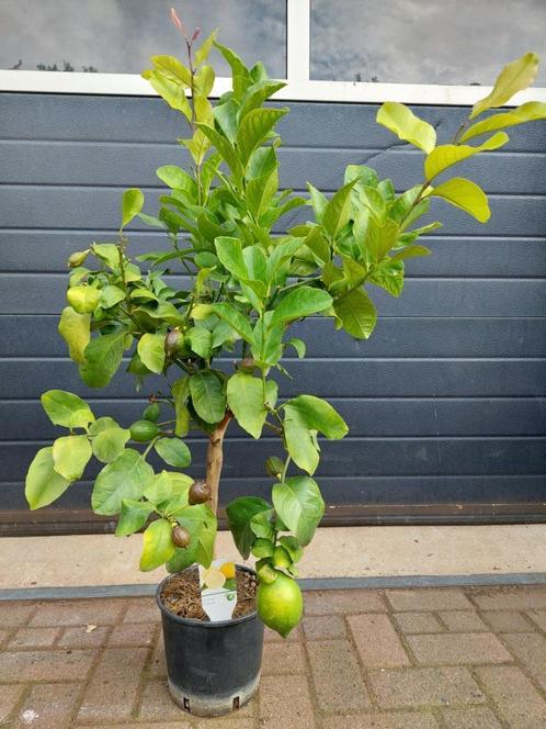 Citrus Lemon / Citrus Limon - Citroenboom H: 120 cm., Tuin en Terras, Planten | Fruitbomen, Citroenboom, 100 tot 250 cm, Volle zon