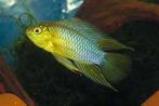 Apistogramma borelli XL - Koidream Valburg, Dieren en Toebehoren, Vissen | Aquariumvissen, Vis, Zoetwatervis