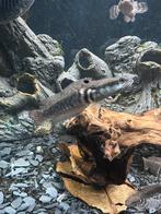 NIEUW : Channa Pulchra, Dieren en Toebehoren, Vis