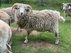 Ouessant Ram lam, Dieren en Toebehoren, Schapen, Geiten en Varkens, Mannelijk, Schaap, 0 tot 2 jaar