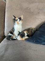 Vier lieve kittens te koop!!, Meerdere dieren, Kortharig, 0 tot 2 jaar