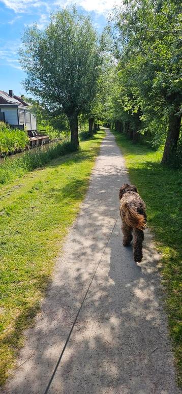 Honden oppas beschikbaar voor biedingen