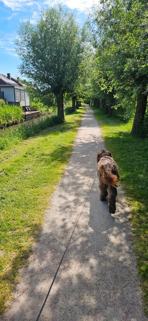 Honden oppas, Diensten en Vakmensen, Dieren | Honden | Verzorging, Oppas en Les
