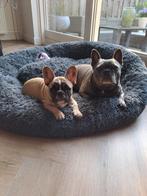 Honden oppas aangeboden, Ophalen of Verzenden