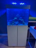 Aqua Medic 250 liter Zeeaquarium met Techniek, Dieren en Toebehoren, Ophalen, Zo goed als nieuw, Gevuld zeewateraquarium