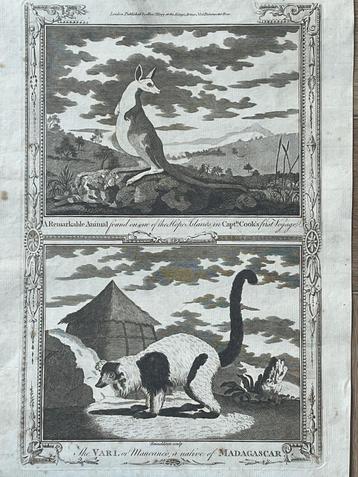 1780 Kangoeroe en Maucauco 1780 Kapitein Cook beschikbaar voor biedingen