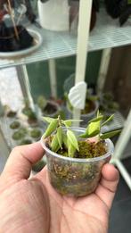 Ceratostema rauhii, Huis en Inrichting, Kamerplanten, Ophalen of Verzenden, Halfschaduw, Minder dan 100 cm