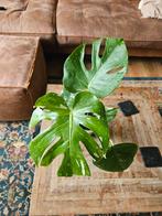 Monstera variegata, Huis en Inrichting, Kamerplanten, Ophalen, Overige soorten, Minder dan 100 cm