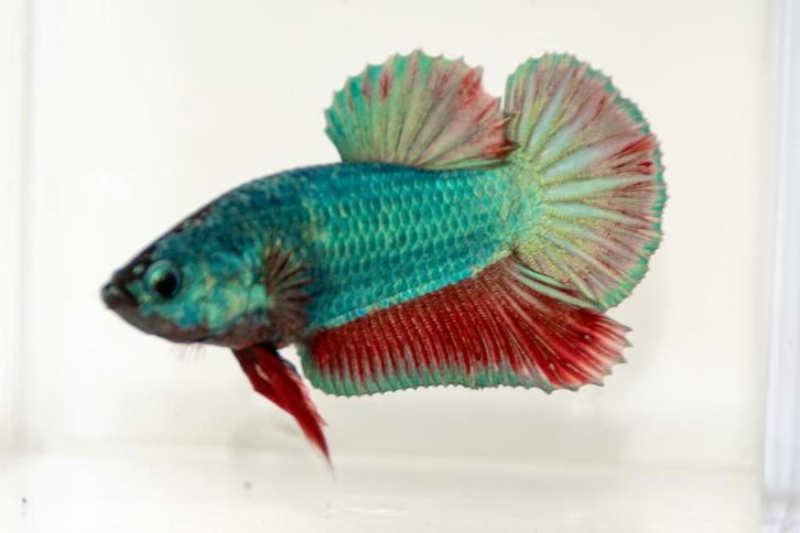 Metta Man HMPK, Dieren en Toebehoren, Vissen | Aquariumvissen, Zoetwatervis, Vis