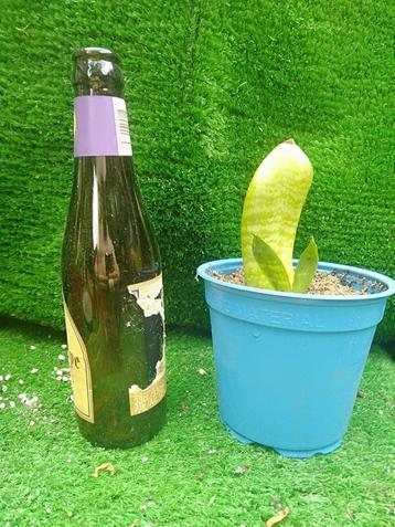 Kleinblijvende Sanseveria of Sansevieria.  beschikbaar voor biedingen