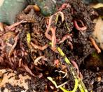 Tijgerwormen/compostwormen, Tuin en Terras, Ophalen, Nieuw