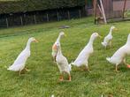 Loopeenden zuiver wit - woerden/mannetjes, Mannelijk, Eend