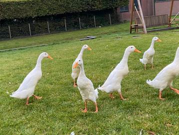 Loopeenden zuiver wit - woerden/mannetjes beschikbaar voor biedingen