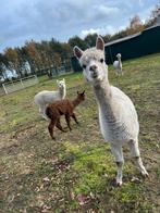 Alpaca merrie s en veulens, Dieren en Toebehoren, Overige Dieren, Juni, Meerdere dieren