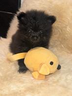 Mag nu weg  %mini pomeriaan bearface teefje zeer klein 1350, Keeshond, 8 tot 15 weken, Teef, Eén hond