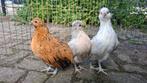 Grubbe & Bosvoordse Baardkrielen Hennen, Dieren en Toebehoren, Pluimvee, Vrouwelijk, Kip