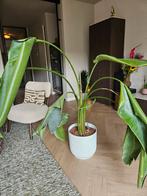 strelitzia nicolai, Huis en Inrichting, Kamerplanten, Ophalen, Overige soorten, In pot, 100 tot 150 cm