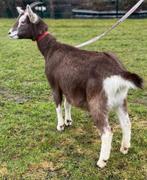 Drachtige Toggenburger jaarlinggeit, Vrouwelijk, Schaap