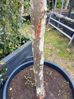 Dak plataan 340 cm stamhoogte dak  180x180 kan ook groter, In pot, Halfschaduw, Ophalen of Verzenden, Dakboom