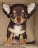 chihuahua pups grijsachtige & blauwachtige &  lavande mooie, Dieren en Toebehoren, Honden | Chihuahua's en Gezelschapshonden, Rabiës (hondsdolheid)