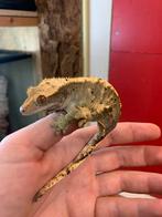 Crested gecko female wimpergekko, Dieren en Toebehoren, Reptielen en Amfibieën, Hagedis, 3 tot 6 jaar