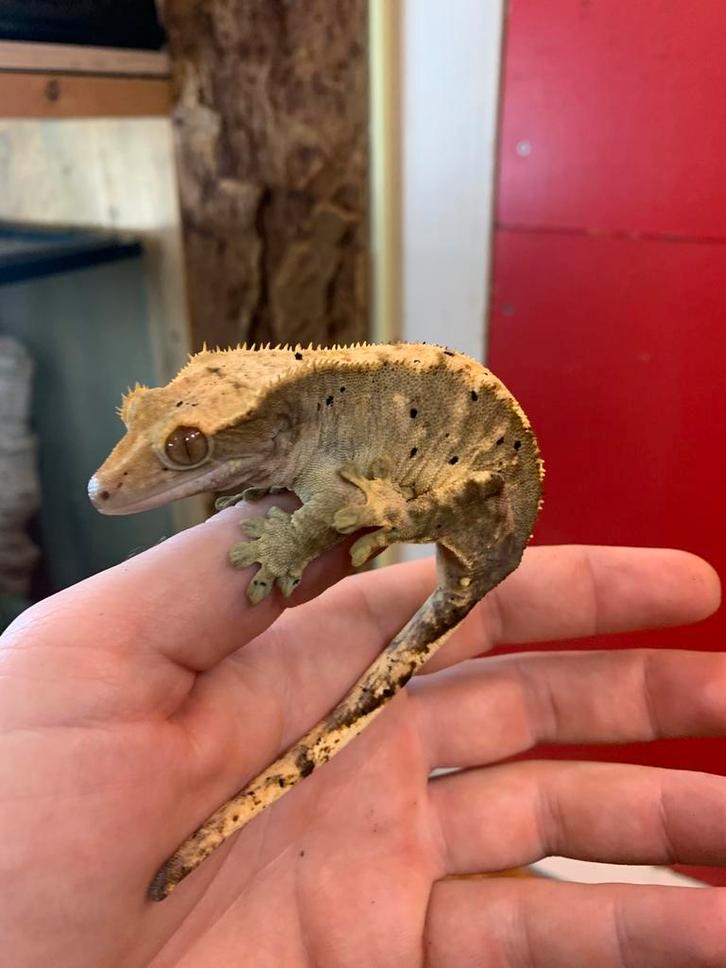 Crested gecko female wimpergekko