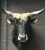 opgezette dieren, Ophalen of Verzenden, Gebruikt, Wild dier, Opgezet dier