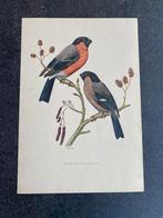10 prenten zangvogels  16,5x24 cm samen 20 euro oa goudvink, Ophalen of Verzenden, Natuur en Biologie