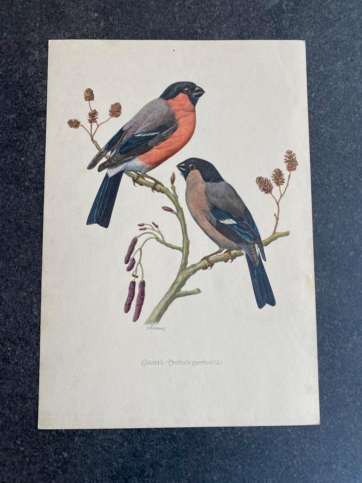 10 prenten zangvogels  16,5x24 cm samen 20 euro oa goudvink, Antiek en Kunst, Antiek | Schoolplaten, Natuur en Biologie, Ophalen of Verzenden
