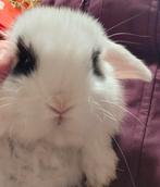 Lieve minilop dwerg konijntjes baby hangoor, Meerdere dieren, Dwerg, Hangoor