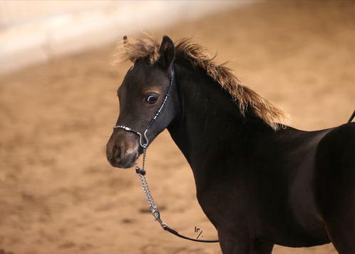 Falabella Hengstjes, Dieren en Toebehoren, Paarden, Hengst, 0 tot 2 jaar
