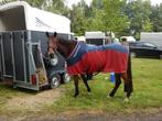 Gezocht: verzorgster(s)/voerhulp voor paard Ede/Lunteren, Dieren en Toebehoren, Paarden, Ruin, Recreatiepaard, 11 jaar of ouder