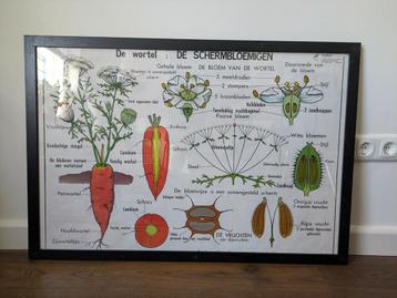 Oude schoolplaat wortel groente beschikbaar voor biedingen