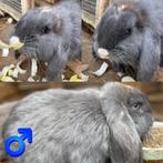 Franse Hangoren, Dieren en Toebehoren, Konijnen, Meerdere dieren, Groot