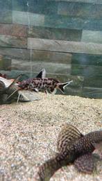 Synodontis petricola, Vis