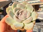 Echeveria candy/pot 5cm/vetplant/succulent, Ophalen of Verzenden, Halfschaduw, Minder dan 100 cm
