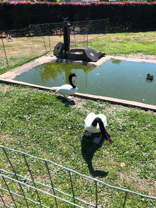 Koppel Zwarthals zwanen, Dieren en Toebehoren, Pluimvee, Gans of Zwaan