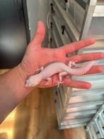 1.0 diablo blanco luipaardgekko, Hagedis, 0 tot 2 jaar