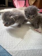 Kittens te koop!, Meerdere dieren, 0 tot 2 jaar