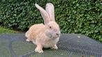 Lotharinger groot konijn ram, Dieren en Toebehoren, Mannelijk, Groot