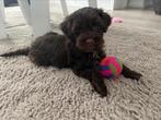Dé MALTIPOO club, Dieren en Toebehoren, Honden | Chihuahua's en Gezelschapshonden, Rabiës (hondsdolheid), Overige rassen, 8 tot 15 weken