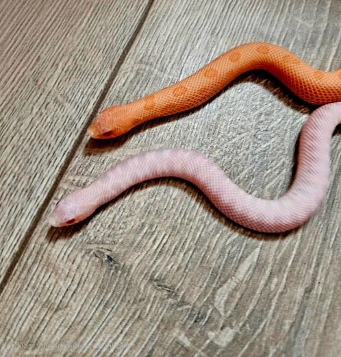 Heterodon nasicus morphs te koop, Dieren en Toebehoren, Reptielen en Amfibieën, Slang