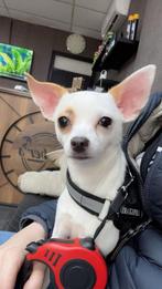 Chihuahua, 15 weken tot 1 jaar, CDV (hondenziekte), Buitenland, Eén hond