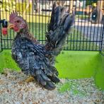 Ayam seerama haantje gratis, Dieren en Toebehoren, Pluimvee, Mannelijk, Kip